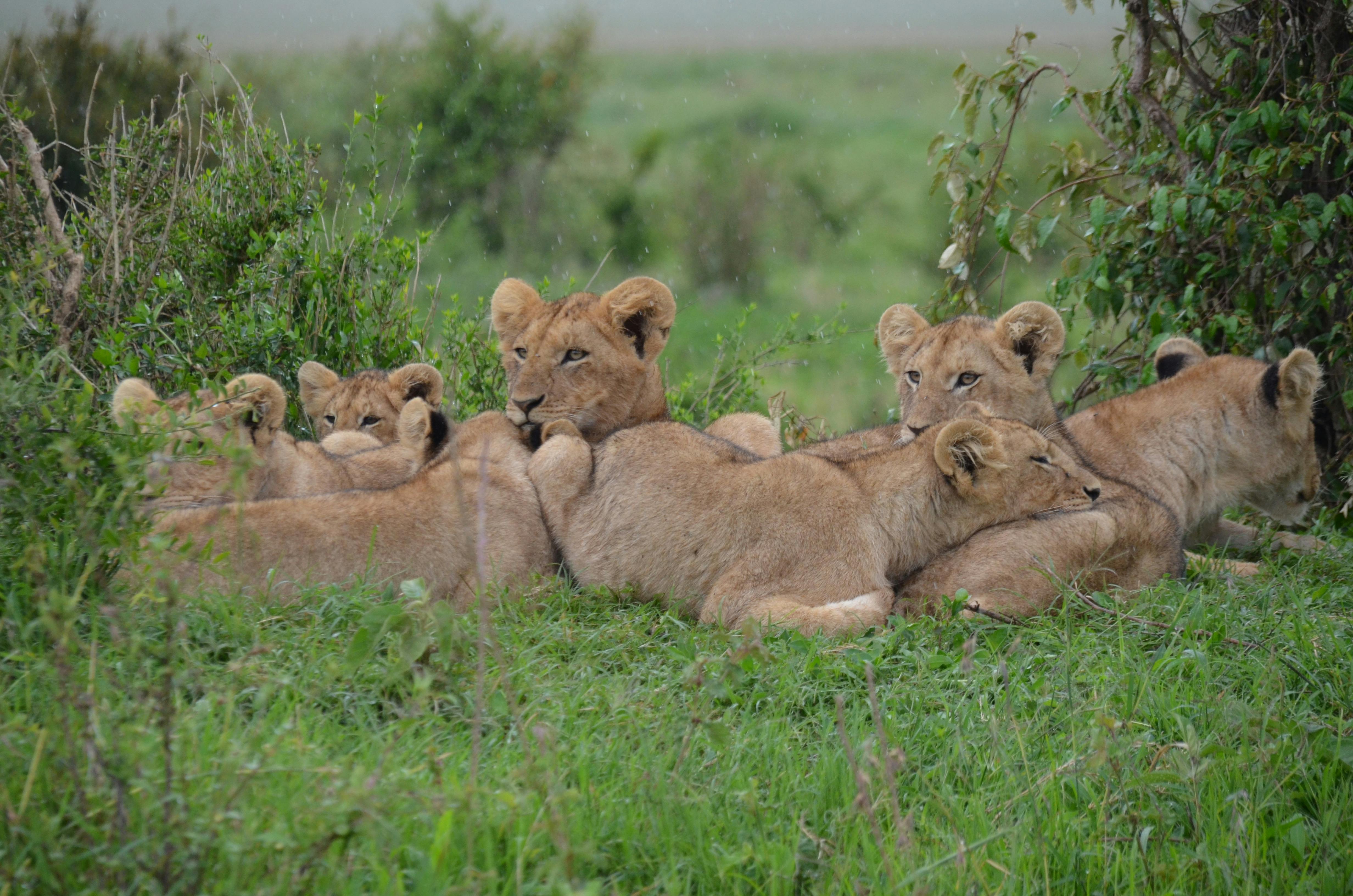 Safari