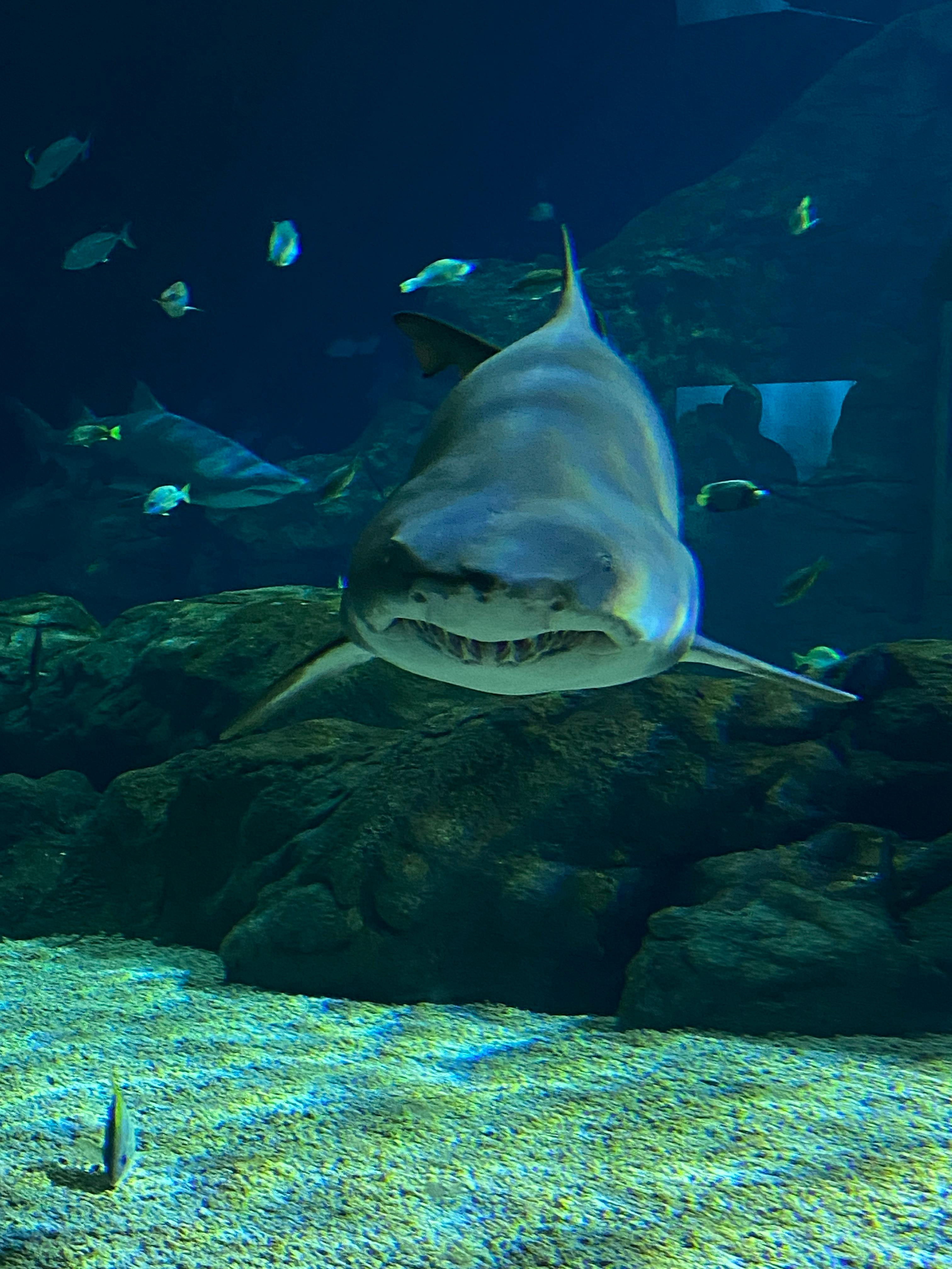 Adventure Mauritius Explorer