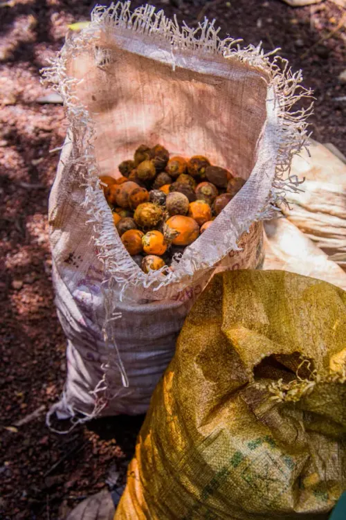 Complete Goa Experience Image